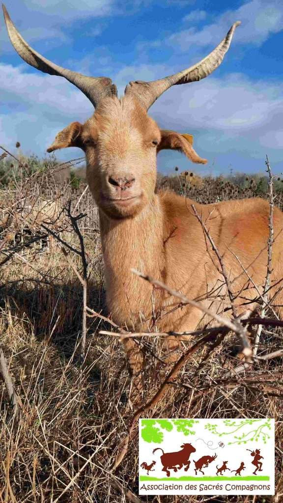 Parrainage animaux de ferme