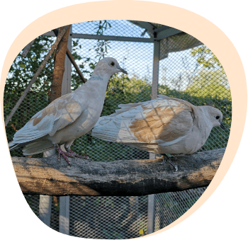 parrainage sacres compagnons