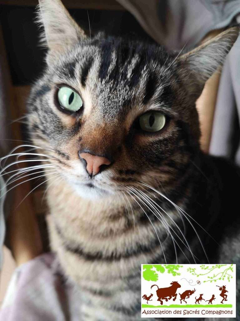 Photo de R'Chouette Sacrés Compagnons