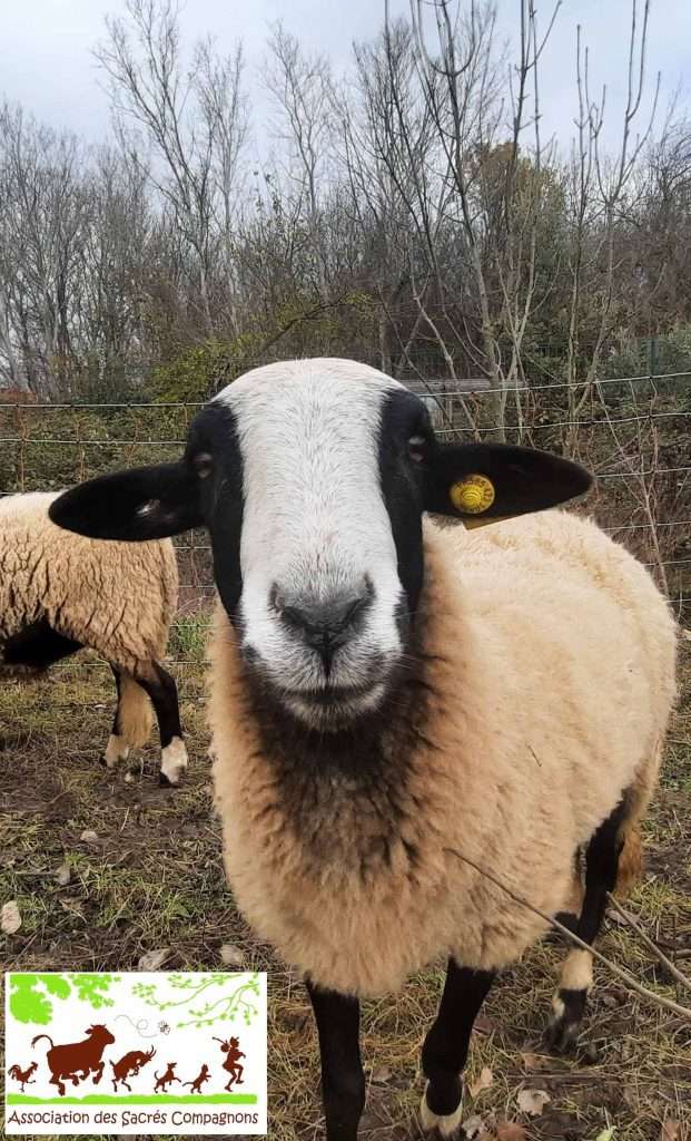 Roselyne, Brebis /Sacrés Compagnons