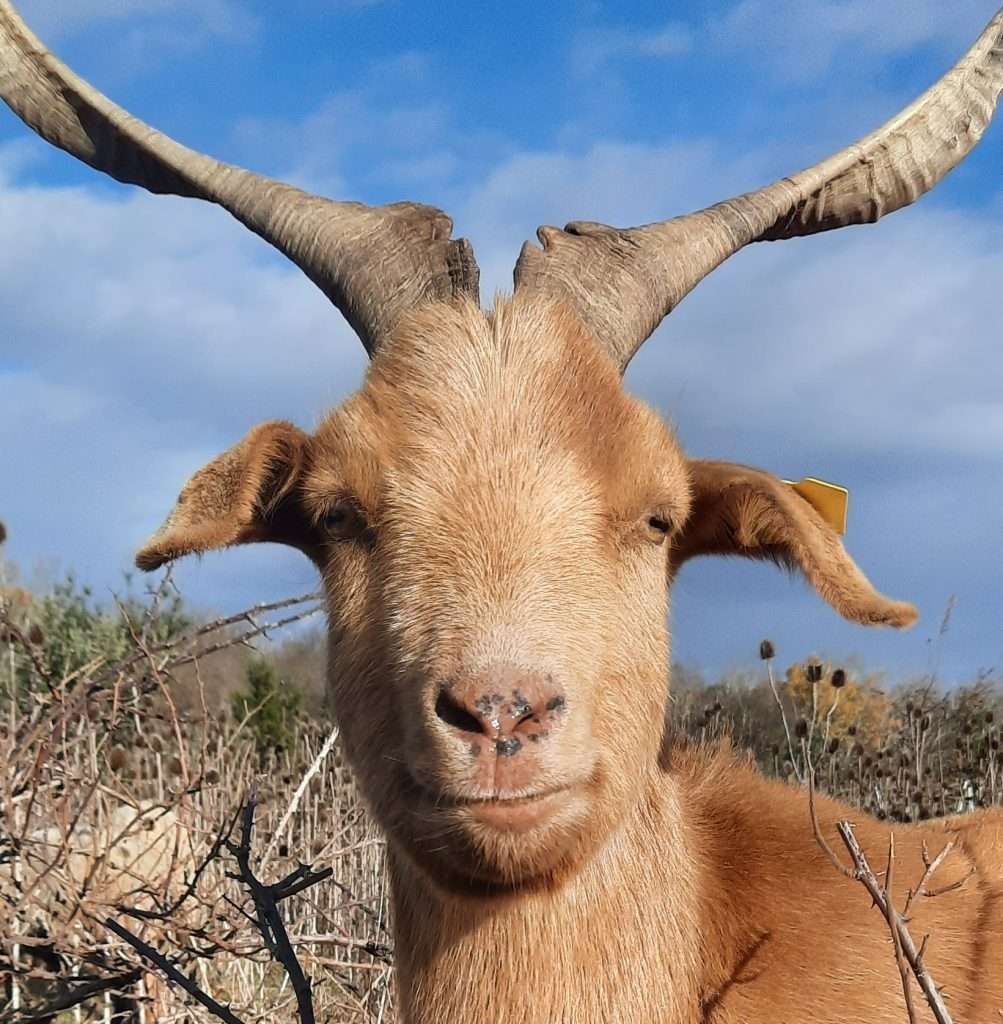 Gazelle visage vue de face