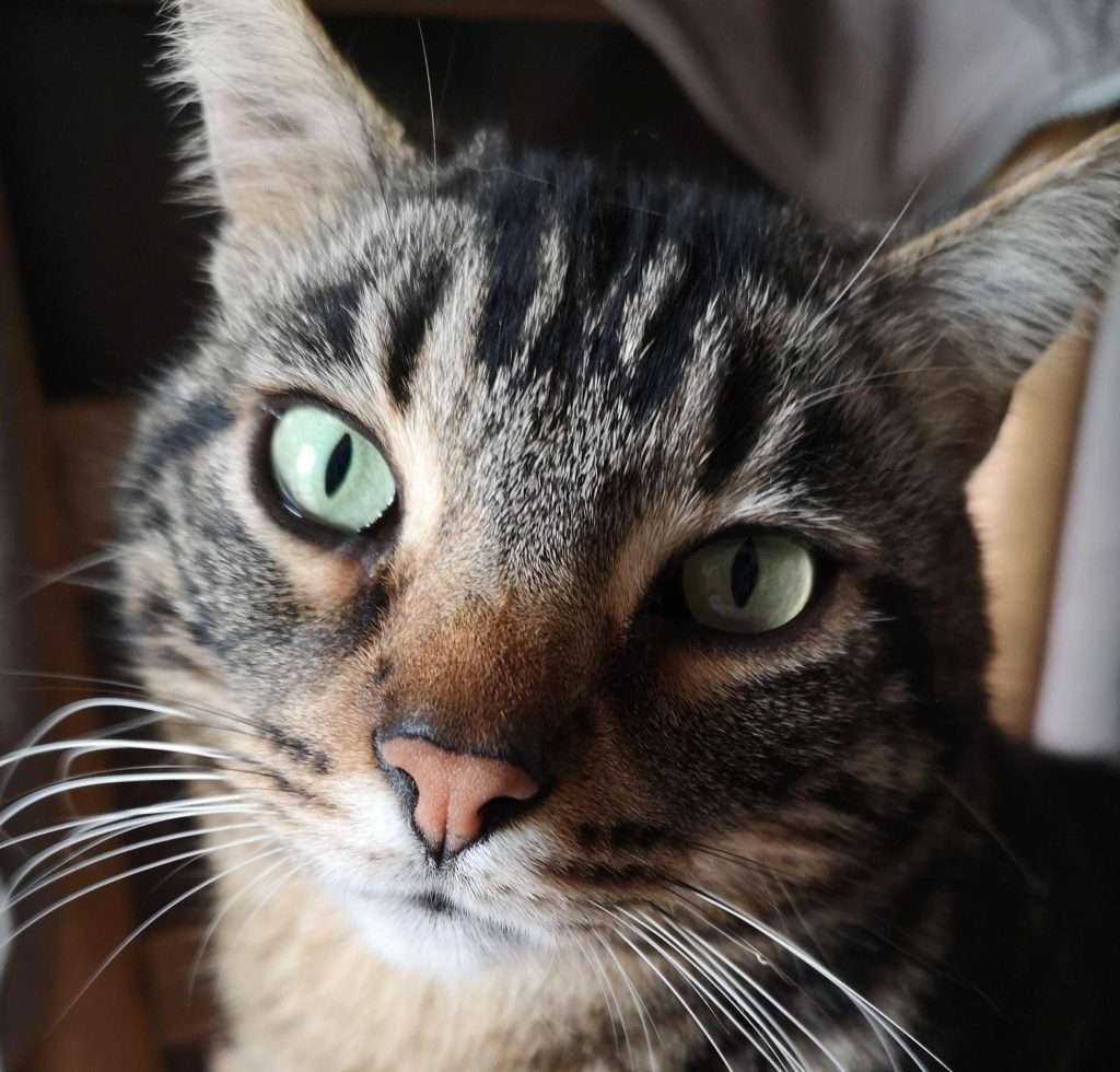 R Chouette, Sacrés Compagnons