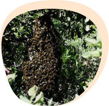 abeille à miel