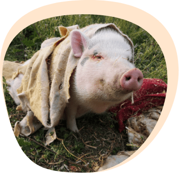 cochon babe